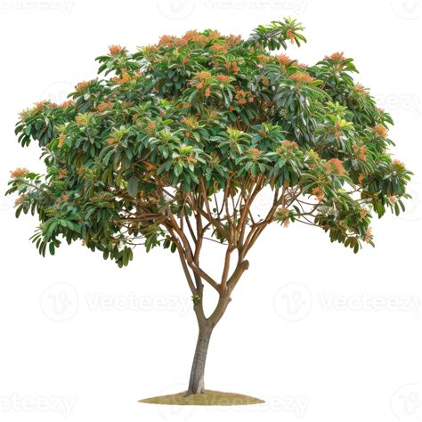 Flowering Loquat Tree With Green Leaves, Transparent 66343906 PNG