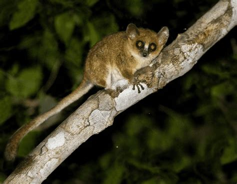 Pygmy Mouse Lemur: A Tiny Wonder of the Forest - Odd Facts