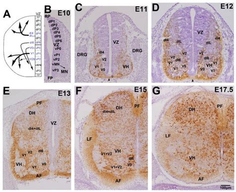 Ijms Free Full Text Developmental Formation Of The Gabaergic And