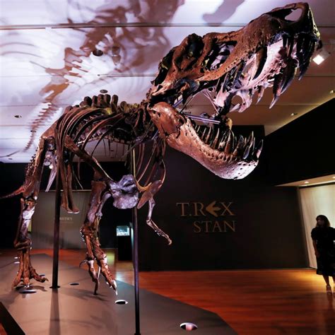 One Of Largest Known Rex Skeletons Sells For Record Million 44 Off