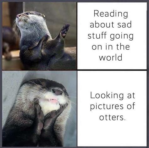 Otter Drake Meme - In Otter News