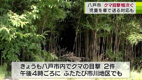 連日出没「クマ・クマ・クマ」 青森県でおいらせ町に続き「八戸市」でも目撃情報相次ぐ Tbs News Dig