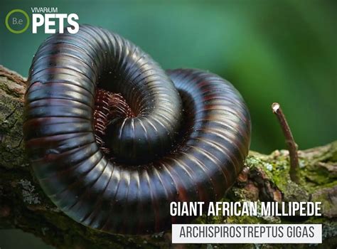 African Giant Millipede