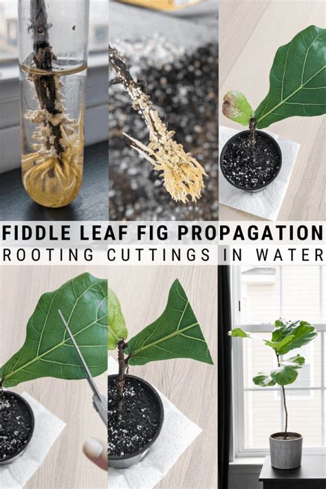 four pictures showing different stages of growing fiddle leaf ...