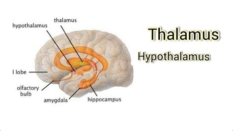 Thalamus And Hypothalamus - astonishingceiyrs