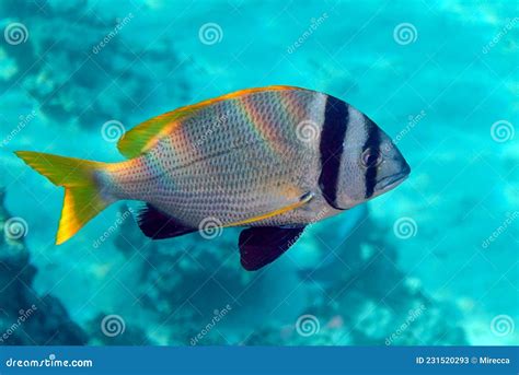 Doble Bar Bream Acanthopagrus Bifasciatus En El Mar Rojo Egipto Imagen