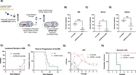 The Lactate Receptor Gpr Is A Mechanism Of Leukemia Associated