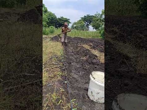 Buat Bedengan Buat Tanam Bawang Merah Petani Dadakan Karna Keadaa N