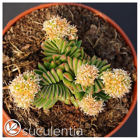 Crassula Starburst Suculentia Venta Online De Suculentas Y Plantas