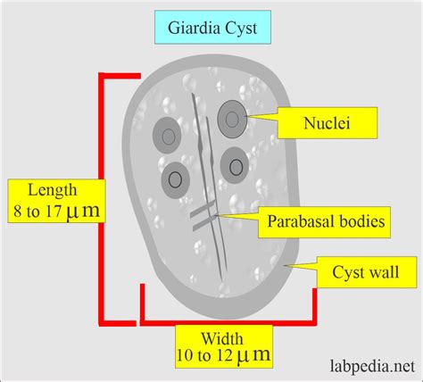 Giardia Ova