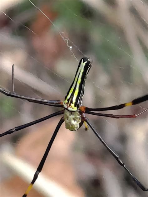 Giant Golden Orbweaver From Yulin TW TA TW On October 21 2022 At 03