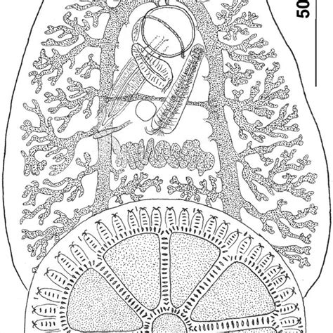 Whole Mount Illustration Of Dendromonocotyle Raiae N Sp Composite