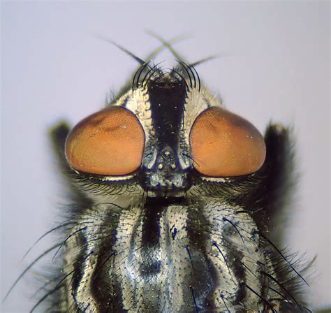 Sarcophaga Subvicina Male Head Ryton Butterfly Meadow W Flickr