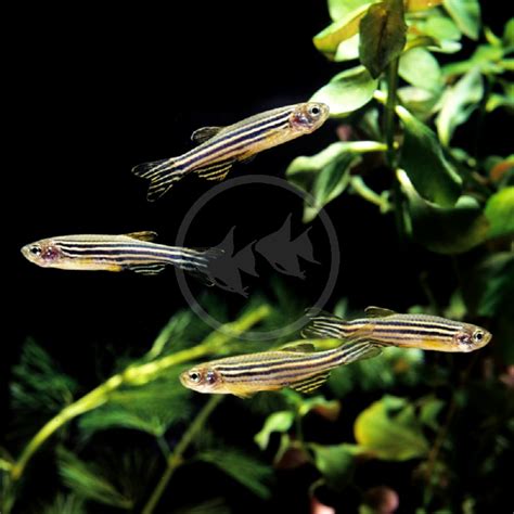DANIO - ZEBRA Danio rerio - Aquatics Unlimited