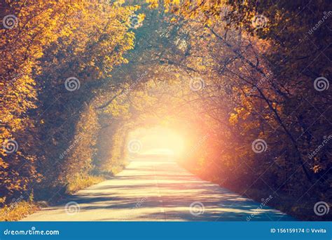 Natural Tunnel of Trees in the Fall Stock Photo - Image of october ...