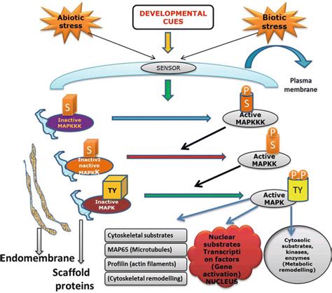 04 Simplified Scheme For Map Kinase Signal Transduction Cascades An