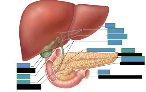 Digestive Liver Diagram Quizlet