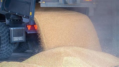 Wheat Prices Remain High Amid Tight Stocks And High Demand Farmers Weekly