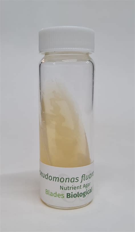 Pseudomonas fluorescens - (LZB 065) - Blades Biological Ltd - Kent