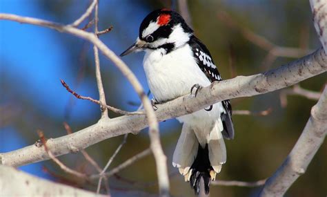 Everything You Need To Know About Woodpeckers In Illinois Bird Advisors