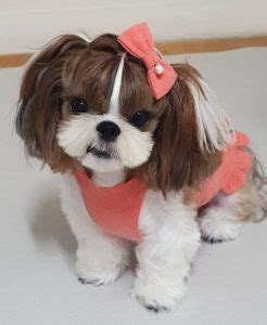 30+ Best Shorkie Haircuts - Teddy Bear Shorkie Haircuts (2024)