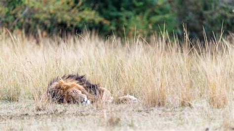 Premium Photo | African lion sleeping in tall grass