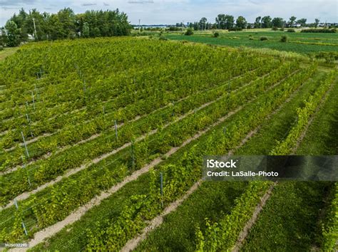 Aerial View Of A Vineyard Stock Photo Download Image Now Aerial