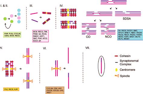 Diagram of key events in meiosis. Following differentiation of gametes ...