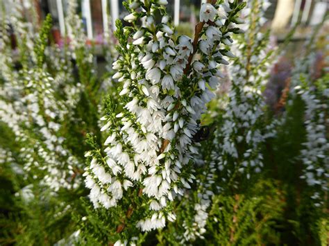 Calluna Vulgaris Hammondii Aureifolia 1 Litre Pot