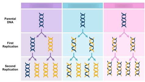 Diagram Of Types Of Dna Replication Quizlet