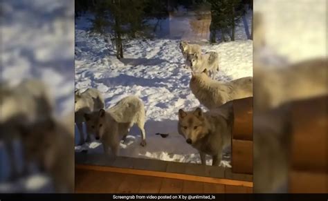 Watch: Howling Pack Of 9 Wolves Surrounded A Couple's Cabin Late At Night