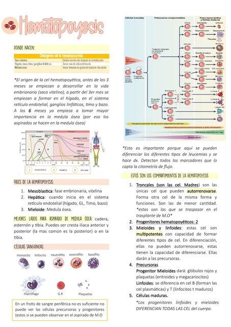 Hematopoyesis Endy Maria UDocz