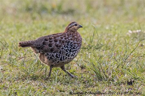 17 Most Prominent Bird Symbols And Their Meanings - Symbols Archive