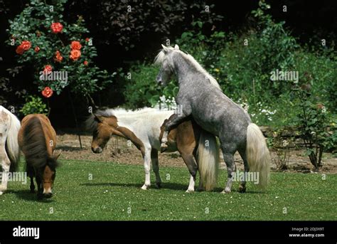 Mare and stallion mating hi-res stock photography and images - Alamy