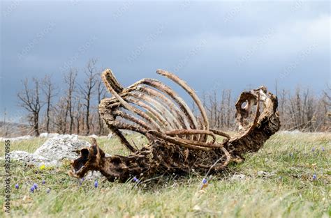 Animal Carcass Lies In Nature Dead Animal And Decaying Carcass Animal