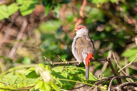 Red-browed Finch | BirdForum