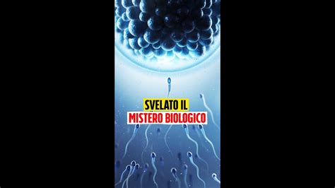 Perch Riceviamo Il Dna Mitocondriale Solo Dalla Madre E Non Dal Padre