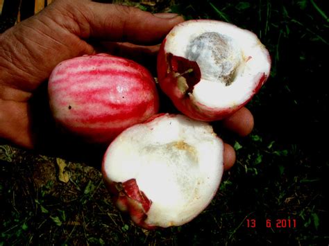 Manzana De Agua Plantas Comunes En Medellín · Naturalista Colombia