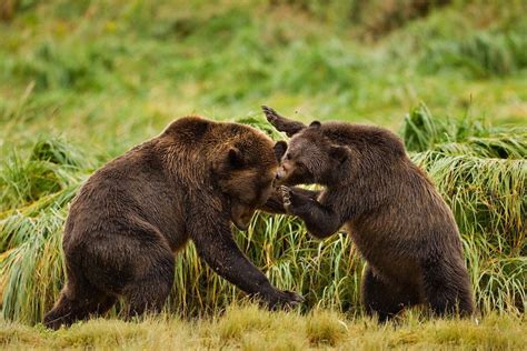 Sparring brown bears, Katmai National Park, Alaska. : GrizzlyBears