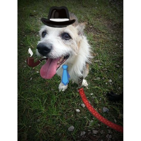 Mackenzie Small Male Jack Russell Terrier Mix Dog In Nsw Petrescue