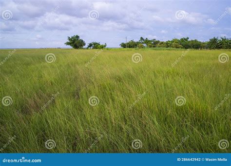 Natural Landscape View Of Green Grass Field With Blue Sky Stock Photo