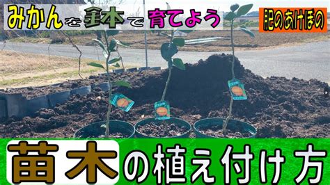 みかん栽培 20240217 みかんを鉢で育てよう 苗木の植え付け方【肥のあけぼの】 Youtube