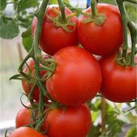 Sub Arctic Plenty Tomato Seeds Etsy