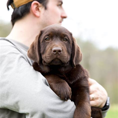 Smoky Mtn Chocolate Labradors | AKC Champion Chocolate Labs