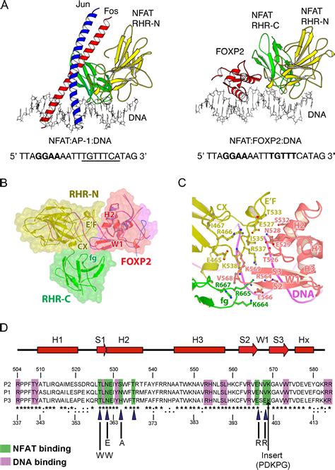 Foxp3 Controls Regulatory T Cell Function Through Cooperation With Nfat