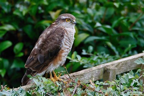 Sparrowhawk Accipiter Nisus Sparrowhawk Accipiter Nisus Flickr