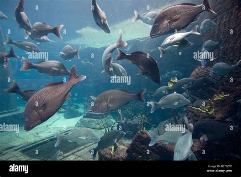 Aquarium inside Atlantis Resort Nassau New Providence Island Bahamas ...