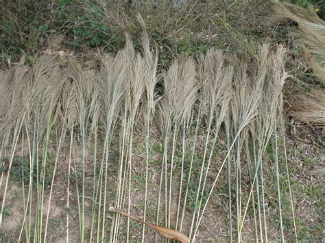 Thysanolaena Latifolia Pha Tad Ke Botanical Garden