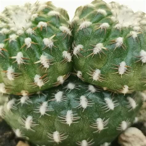 Sulcorebutia Arenacea Prolifera Cm Cactaceae Giromagi Vendita