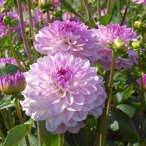 Dahlia Mediterrannee White Flower Farm